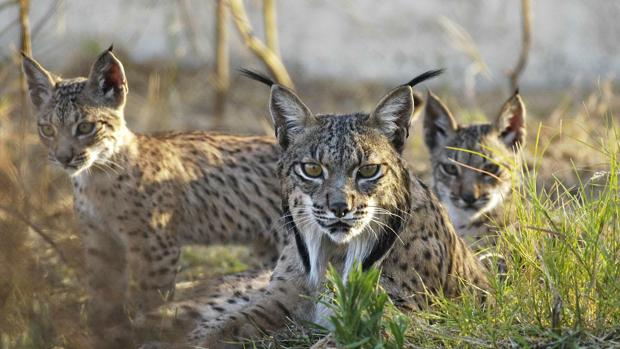 Capturado en Barcelona el lince ibérico que cruzó la península sorteando carreteras y autopistas