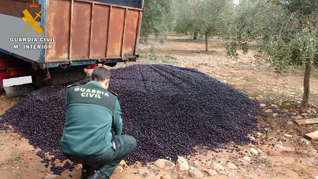 Arrestan al dueño de un punto de recogida de aceituna por comprar 100.000 kilos en Castro del Río