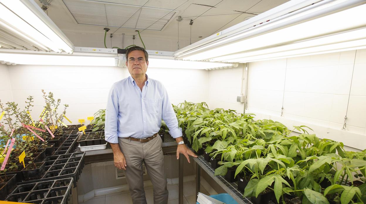 Antonio Trapero, en su lugar de investigación en el campus de Rabanales