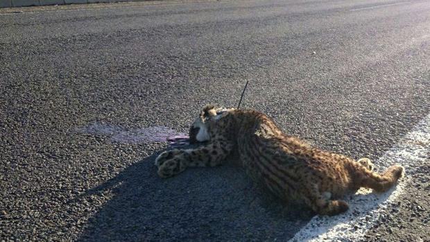 Muere atropellado un lince ibérico en una carretera de Córdoba