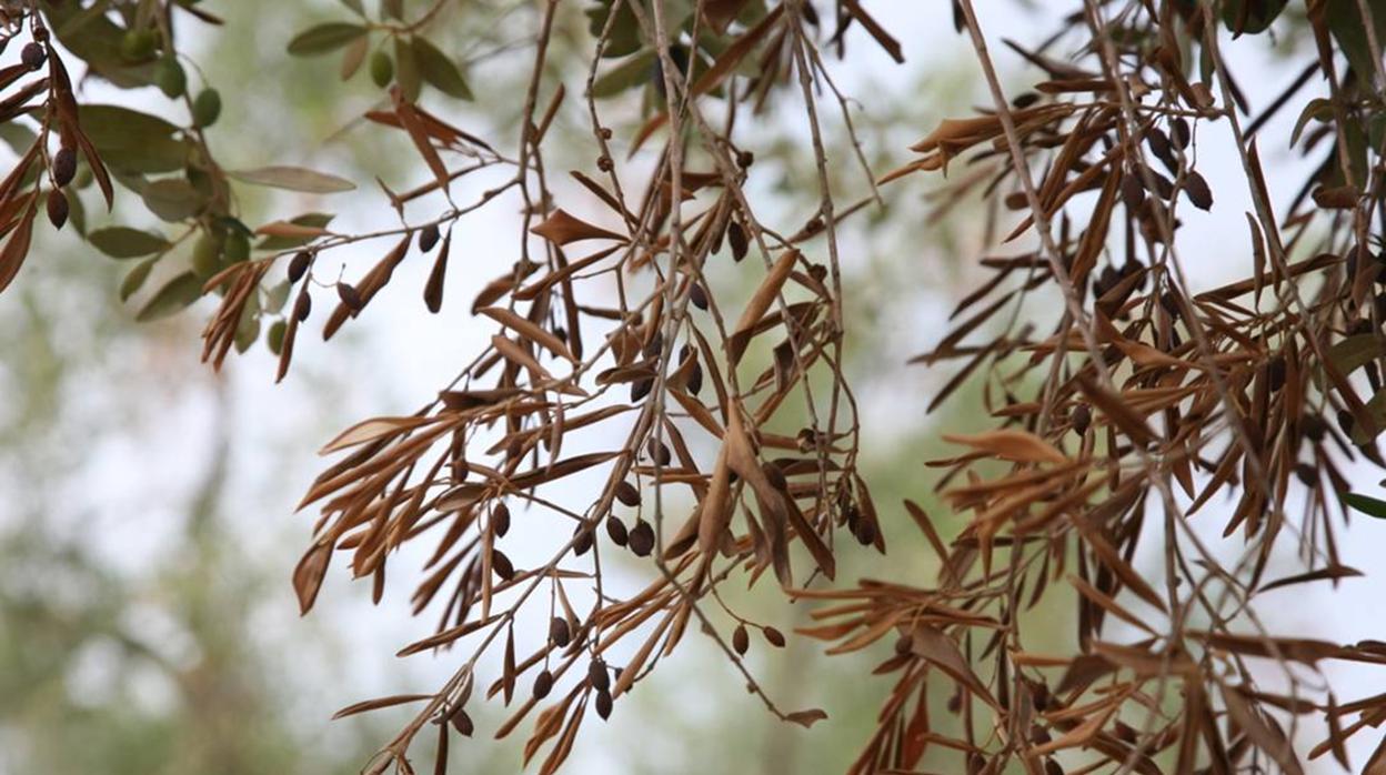 Aspecto de un olivo con la enfermdad de la «Xylella Fastidiosa»