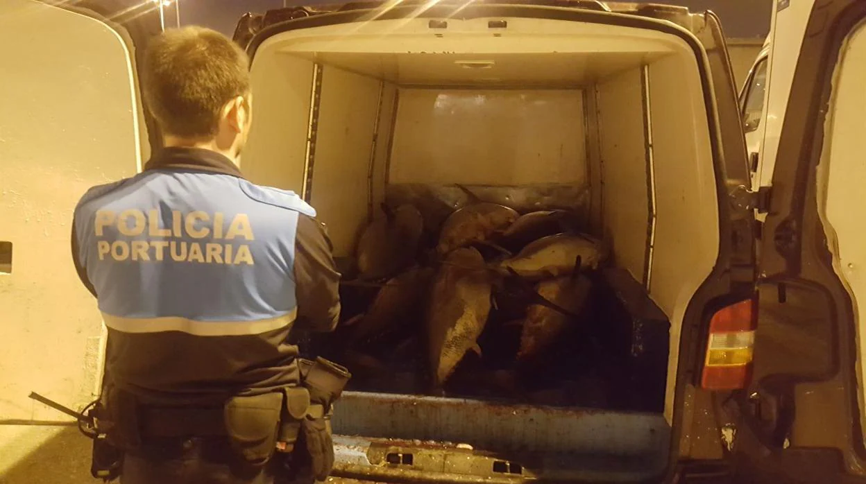 Un policía portuario de Tarifa, ante un vehículo cargado de piezas de atún rojo
