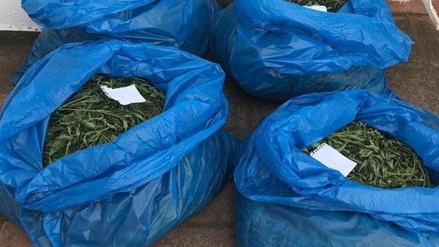 Bolsas de marihuana que se recogieron de la plantación en Majaneque