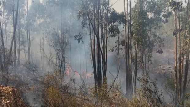 Declarado un incendio forestal en Valverde del Camino