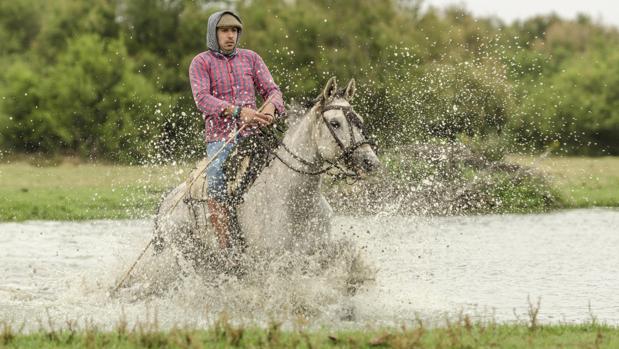 La recogida de las yeguas en la marisma: antesala de la Saca en comunión con Doñana