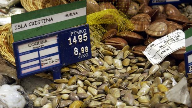 Incautados 131 kilos de coquinas mariscadas ilegalmente en Huelva