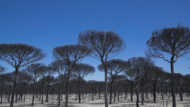 Doñana, entre los parques nacionales más amenazados de España