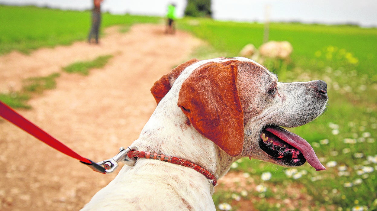 La modalidad de caza con perros de madriguera entra por primera vez en la orden de vedas de Andalucía