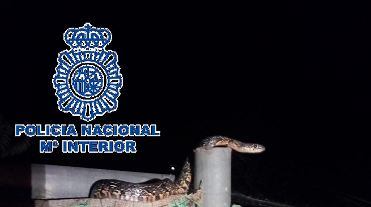 Serpiente atrapada en Málaga