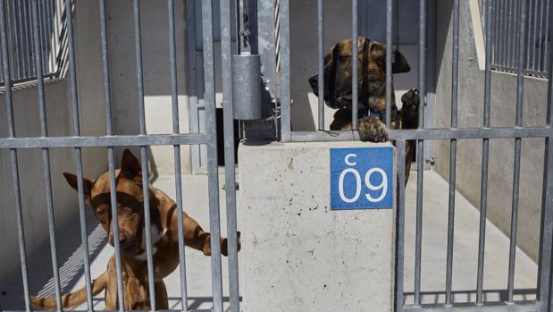 Más de mil mascotas abandonadas en Córdoba