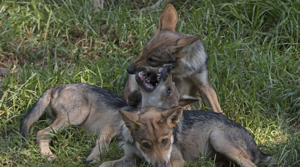 Tres lobos descansando en el campo