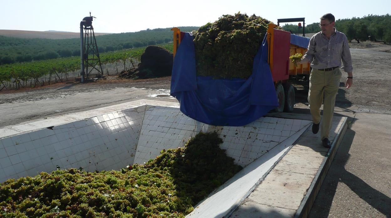 Entrada de uva en la bodega Alvear, en Montilla, en una vendimia anterior