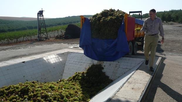 Ya se vuelven a plantar viñas en Montilla-Moriles