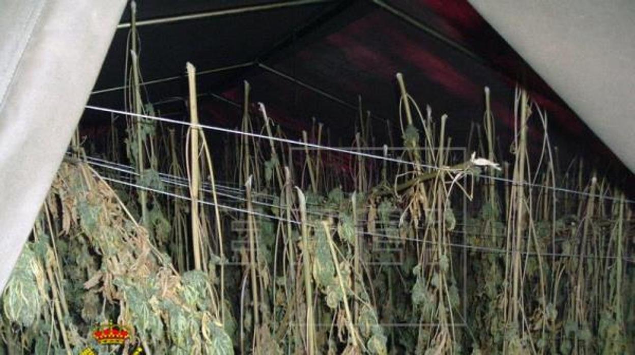 Interior de un secadero de marihuana descubierto en los barrancos Eras Altas y Barjas de la localidad alpujarreña de Cañar