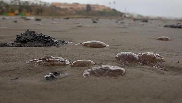 Una nueva plaga de medusas se cierne sobre el litoral de Málaga