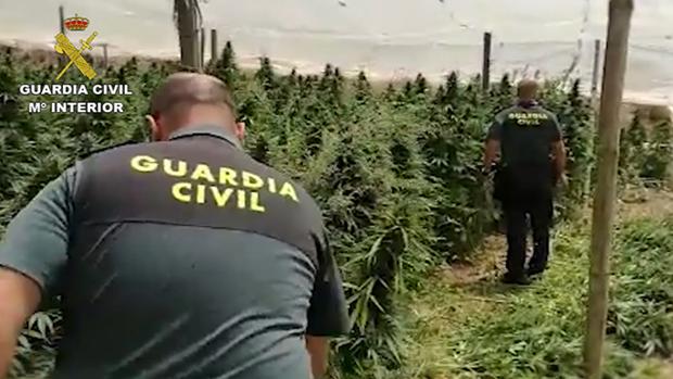 Detenido un agricultor con más de 5.000 plantas de marihuana en un invernadero