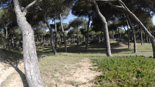 Eucaliptos en el camping Las Dunas de San Antón, principal árbol que se encuentra en esta área