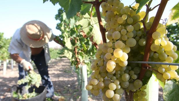 La vendimia en la Denominación de Origen Montilla-Moriles comienza esta madrugada para evitar el calor