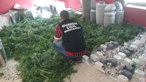 Dos detenidos tras intervenir 828 plantas de marihuana