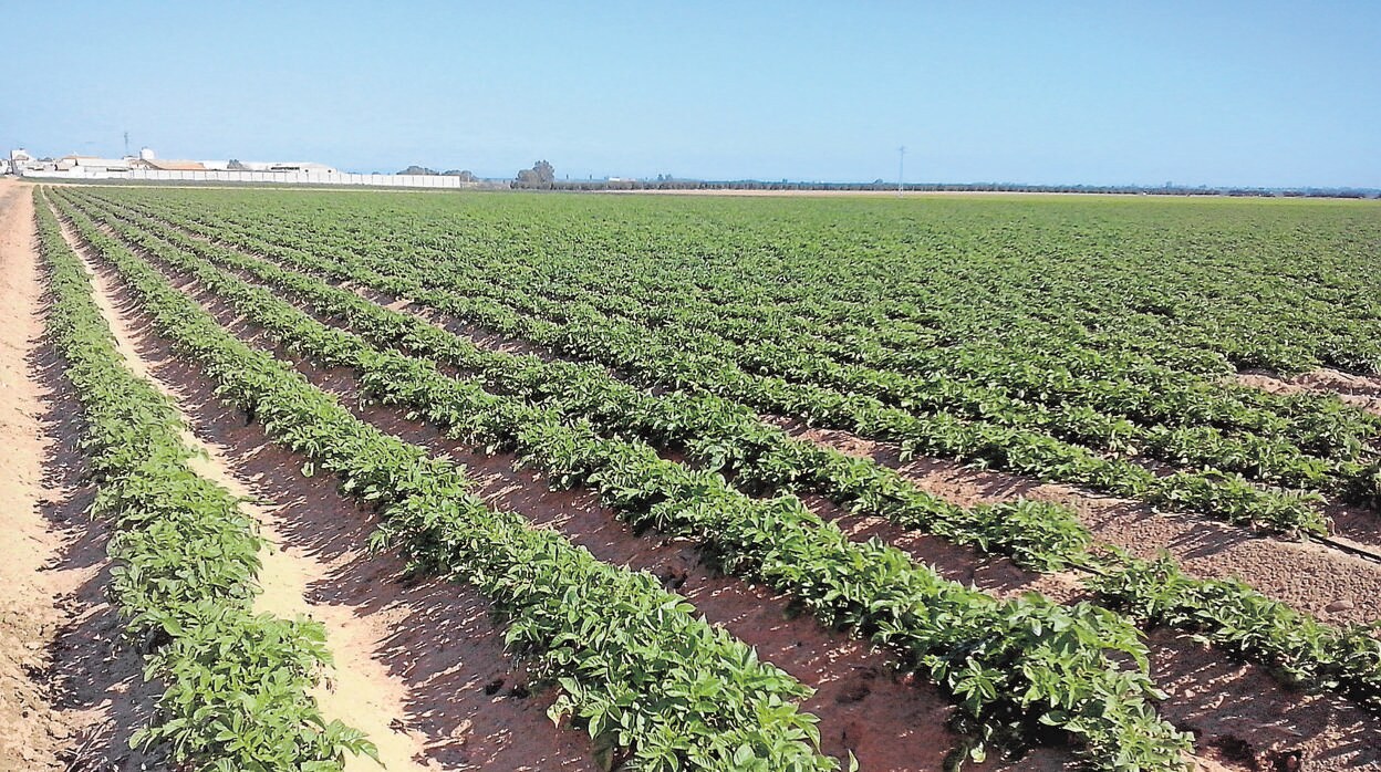 Un campo sembrado de patatas