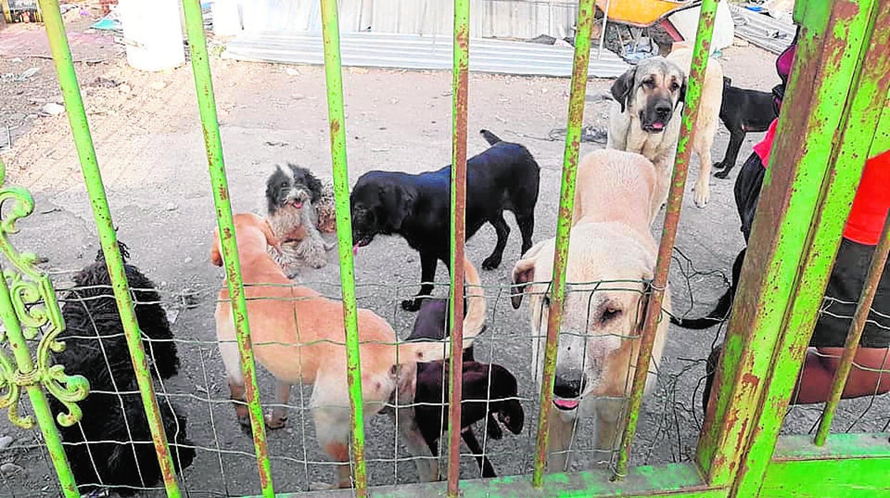 Aglunos de los perros hallados en una de las fincas de Lucena