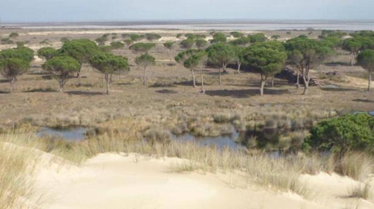 Uno de los humedales del Parque Nacional de Doñana