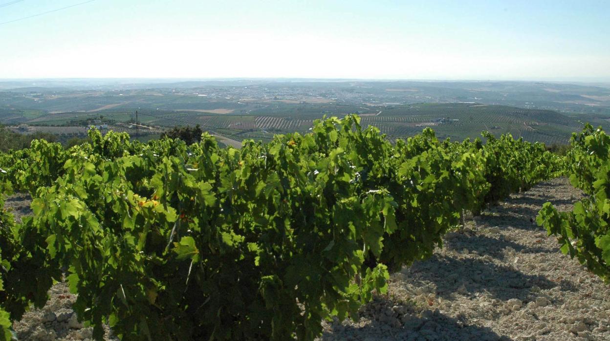 Una plantación de viñedos