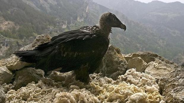 Bautizar quebrantahuesos: la propuesta de la Consejería de Medio Ambiente