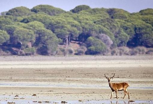 Parque Nacional de Doñana