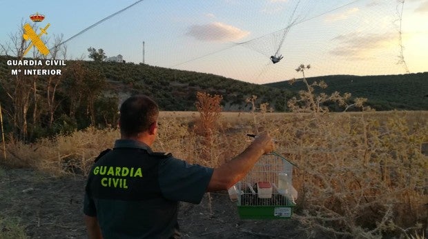 Pillado «in fraganti» mientras atrapaba jilgueros vivos en el río Lucena de Córdoba