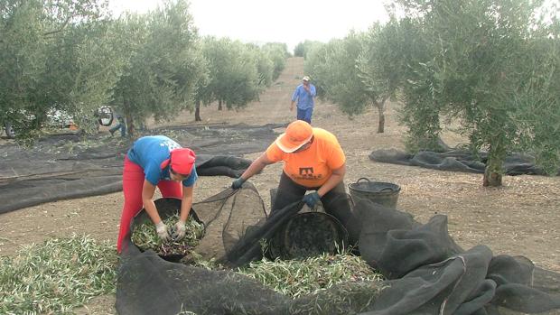 La Subbética lidera la producción de aceite en Córdoba