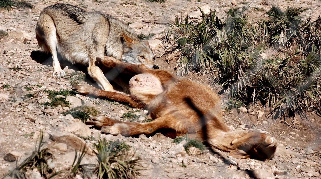 Una loba del Lobo Park de Antequera arrastra una cabra ya muerta aprotada por sus criadores