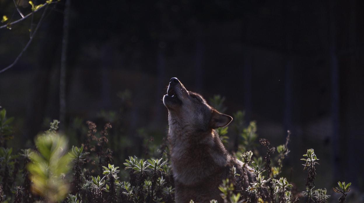 Un lobo ibérico en plena naturaleza