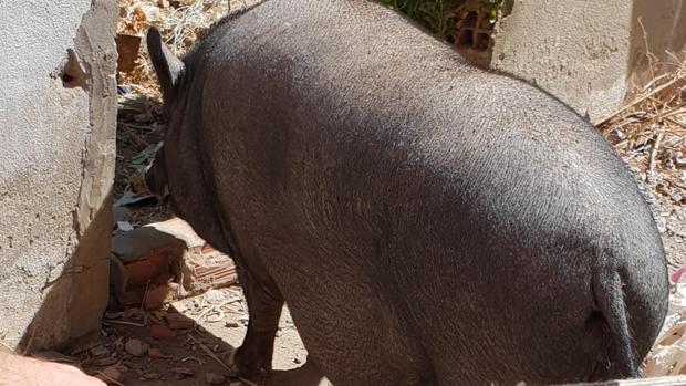 Crían ilegalmente a un cerdo en una parcela de titularidad municipal en Algeciras