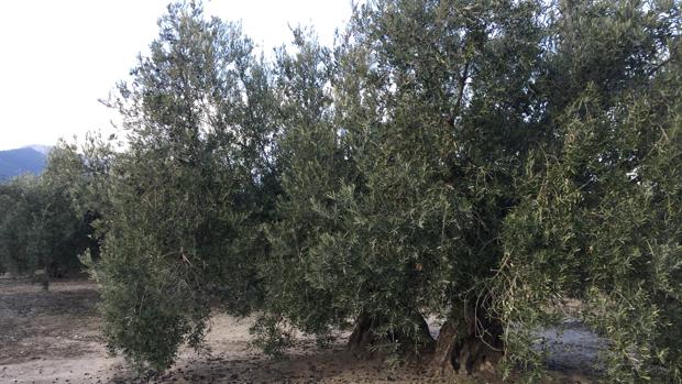 Las ventas de aceite de oliva español se disparan en julio