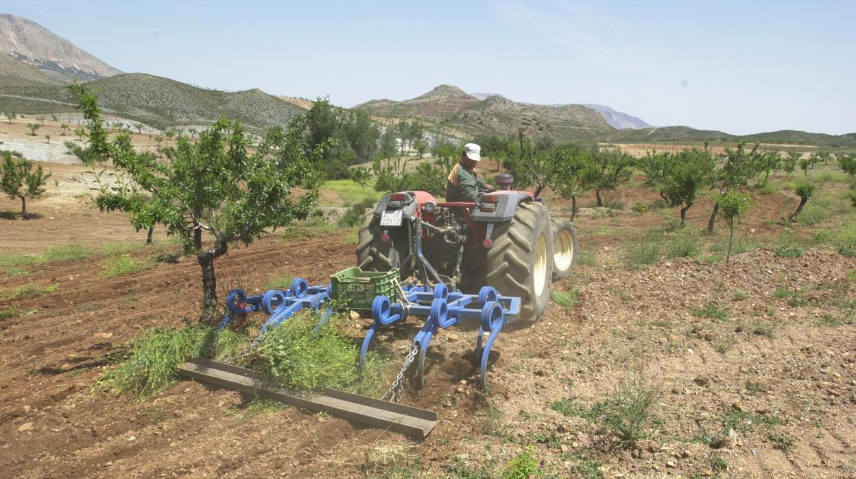 Un agricultor en el campo de almendros