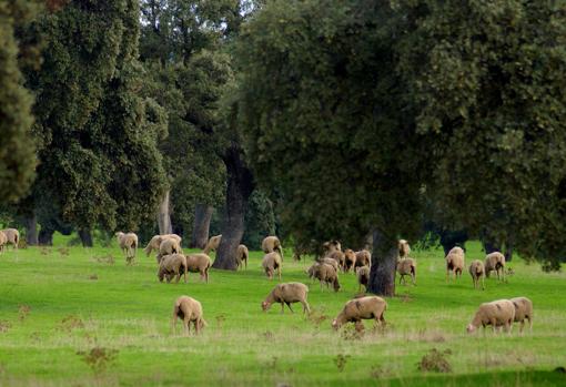 Ovejas paciendo en las dehesas del norte de la provincia