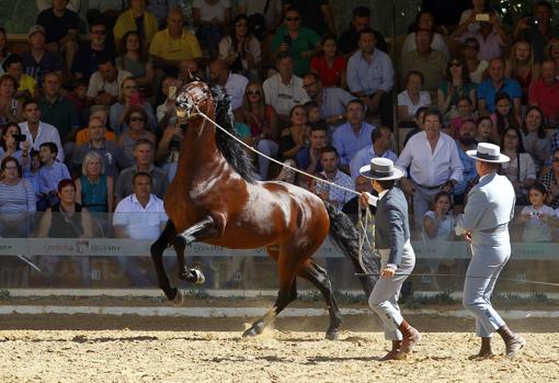 Todo lo que necesitas saber sobre la Feria del Caballo de Córdoba 2018 Cabalcor