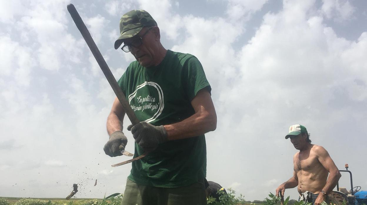 El diputado de Podemos por Jaén, Diego Cañamero, en una finca agrícola