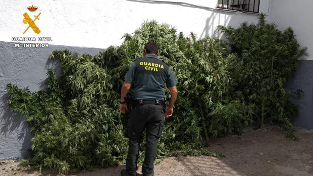 Un detenido y casi 20 kilos de marihuana intervenidos en Córdoba