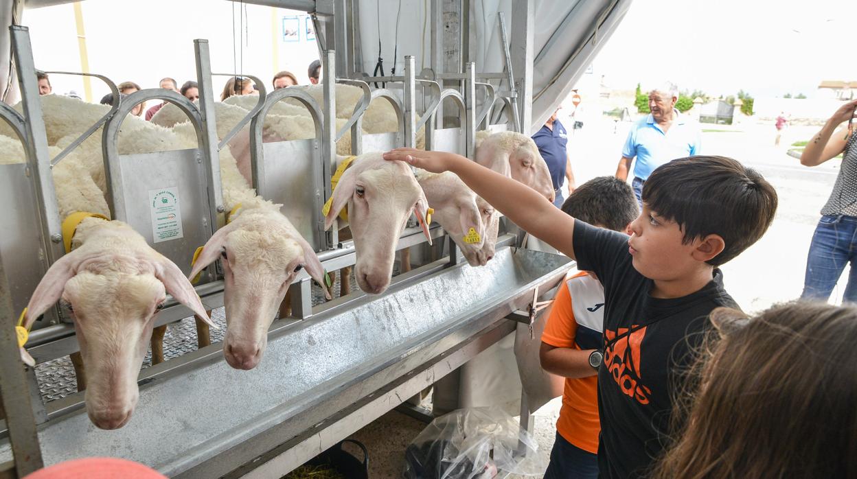 Ganado en la ferio agroganadera de Torrecampo