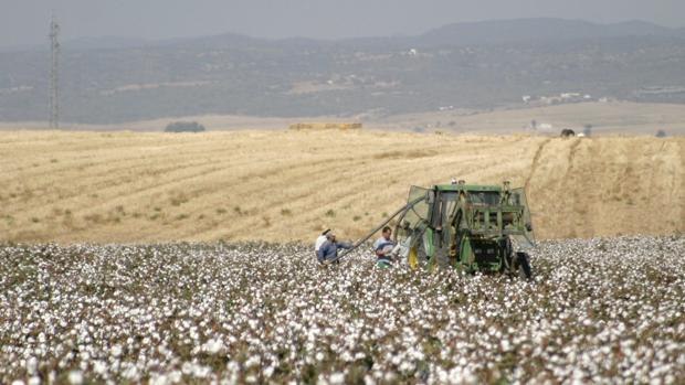 Comienza la campaña del algodón en Córdoba con menos hectáreas pero más producción