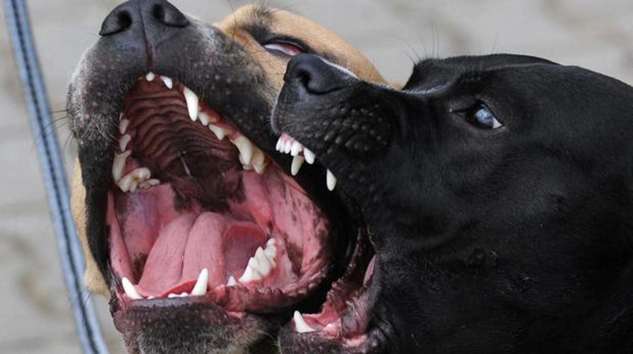 Dos perros se pelean