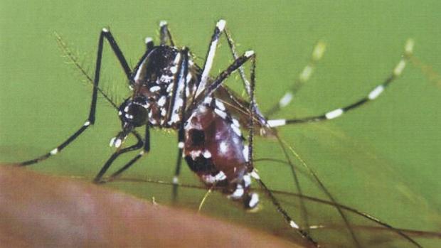 ¿Ha llegado el mosquito tigre a Córdoba? Hallan un ejemplar en un domicilio particular