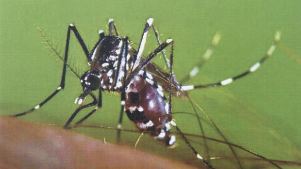 Tres casos ya de mosquito tigre en Córdoba: evitar macetas vacías y bebederos los frenaría