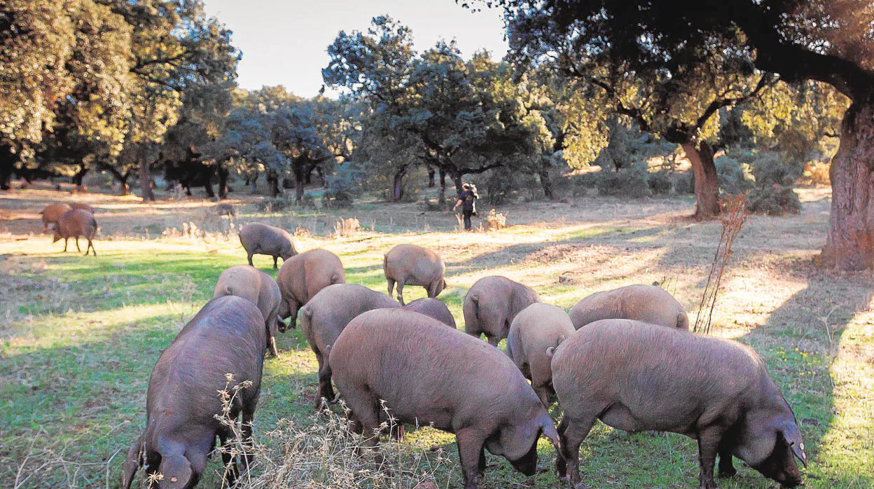 Un grupo de cerdos ibéricos pastando en la dehesa