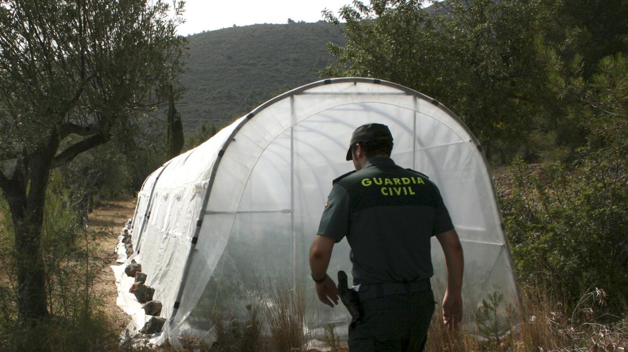 Un agente junto a una plantación de marihuana