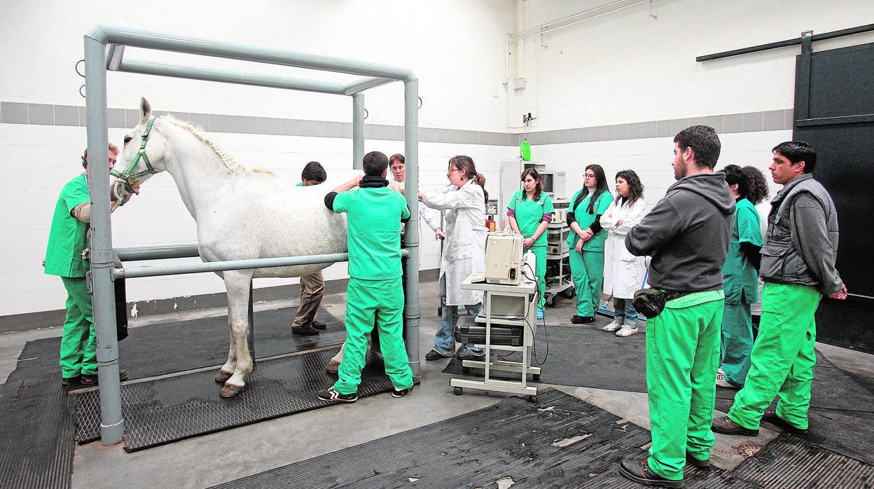 Alumnos de un máster de Veterinaria en el Clínico de Rabanales