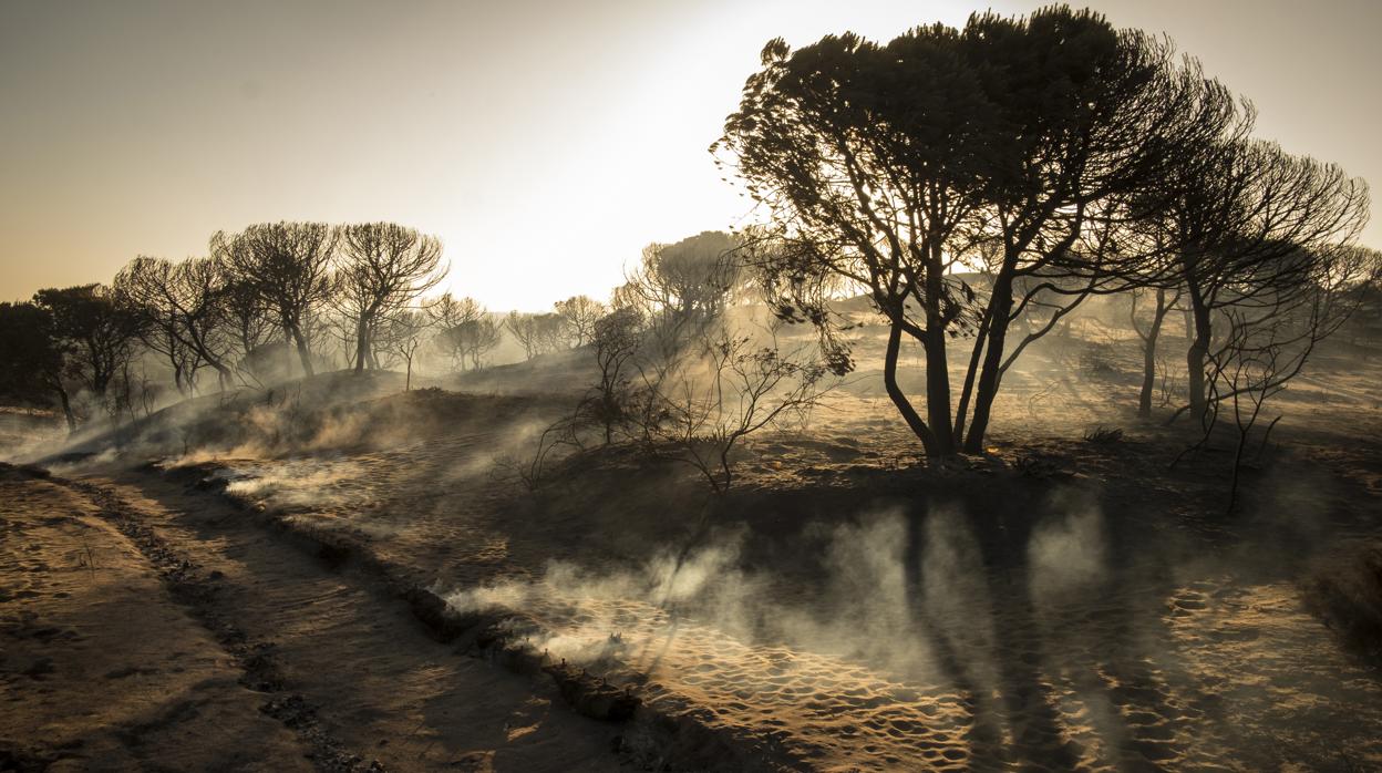 Praja de Cuesta maneli tras el incendio que afectó a 8.500 hectáreas en el entorno de Doñana