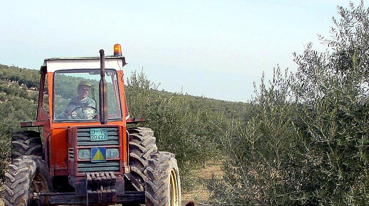 Un agricultor trabaja con un tractor en un olivar